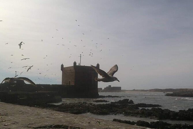 One day tour from Marrakech to essouira - Who Is This Tour Best For?