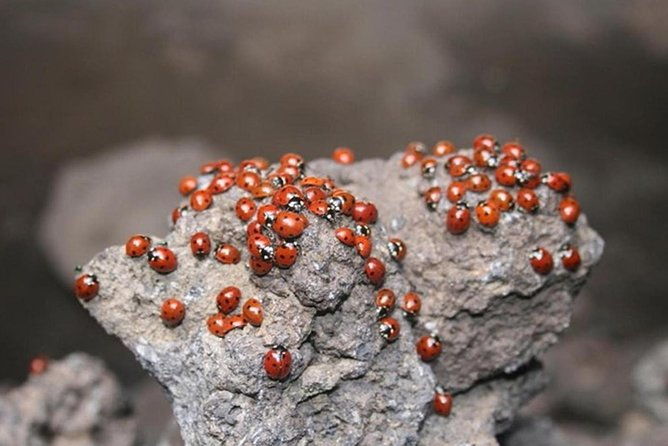 one-day-tour-in-catania-and-trekking-on-etna