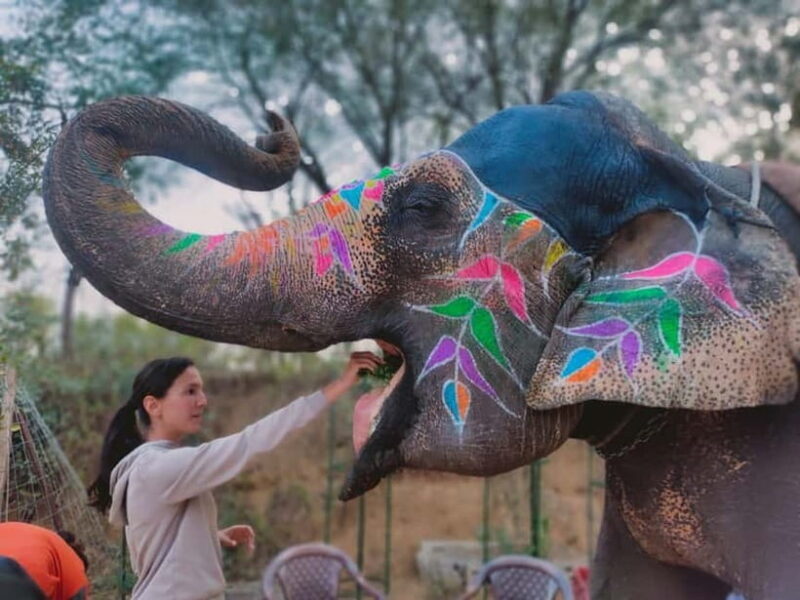 One day Tour in Pink City Jaipur with Guide - Detailed Breakdown of the Experience