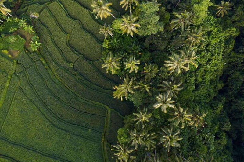 one-day-tour-of-ubud-area-includes-entrance-ticket-waterfall