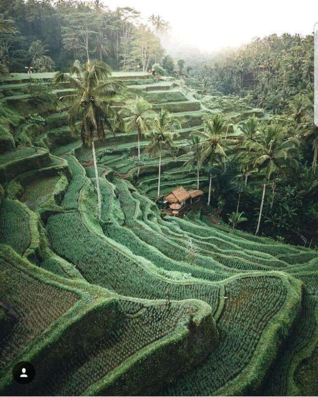 one-day-tour-of-ubud-area-includes-entrance-ticket-waterfall