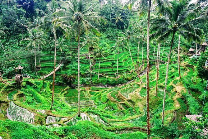 One Day Tour Tegalalang Rice Terrace And Gunung Kawi Temple - The Sum Up