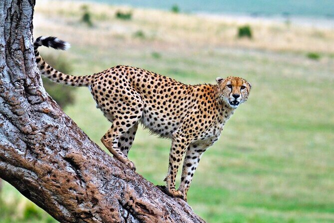 One Day Tour to Maasai Mara Game reserve from Nairobi - Who Would Benefit Most?