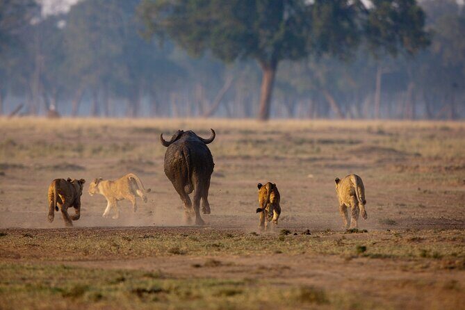 One Day Tour to Maasai Mara Game reserve from Nairobi - Final Thoughts