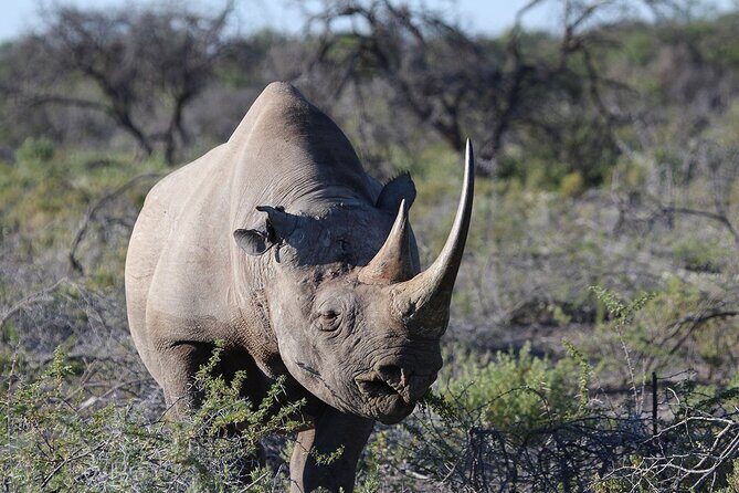 One Day Tour to Maasai Mara Game reserve from Nairobi - FAQ