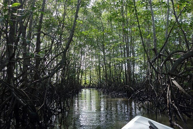 one-day-tour-to-terraba-sierpe-mangrove-by-boat-from-sierpe