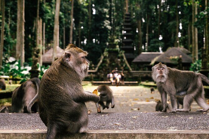 One Day Tour Ubud With Private Guide - Transport, Timing, and Practical Details