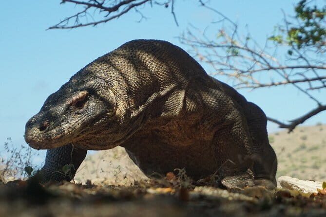 One Day Tours Komodo - Padar Island - An In-Depth Look at the Komodo - Padar Island Day Tour