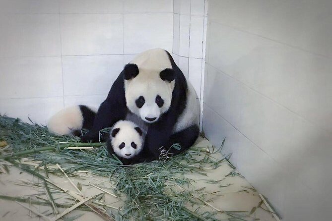 One Day Trip to Chengdu Panda Base and Leshan Buddha Tour - The Sum Up