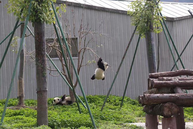 One Day Trip to Chengdu Panda Base and Leshan Buddha Tour - FAQ