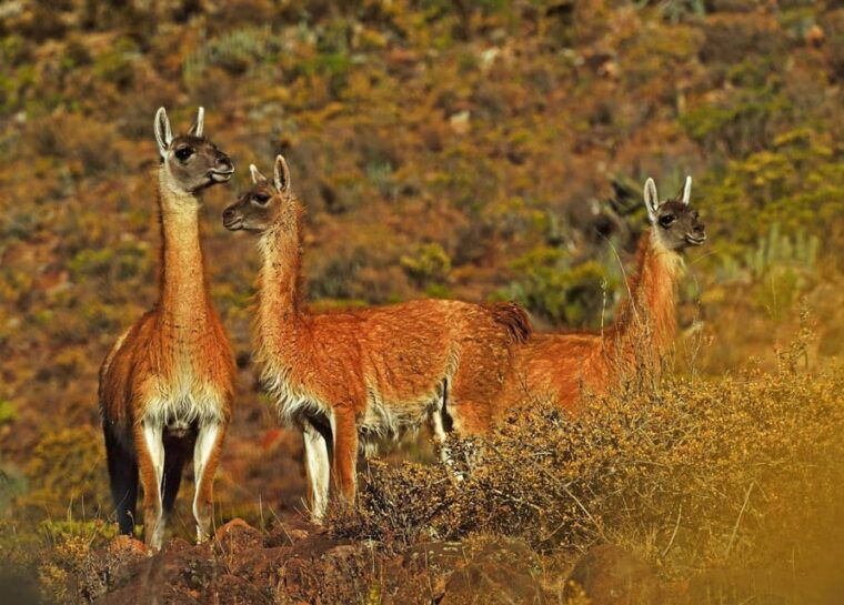 one-day-trip-to-colca-canyon-in-arequipa-departure-800-am