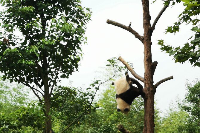 One Day Trip to Panda Base and Taoist Mt Qingcheng - Experience Breakdown: What You Can Expect