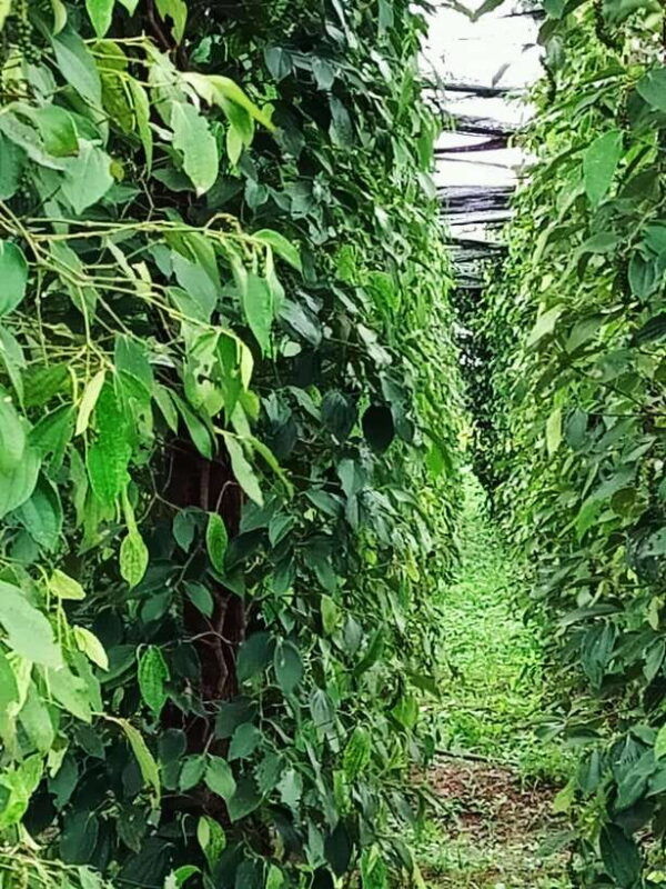 one-day-trip-to-pepper-farm-chhngok-temple-and-salt-field