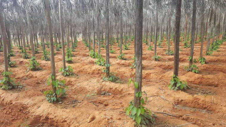 one-day-trip-to-pepper-farm-chhngok-temple-and-salt-field