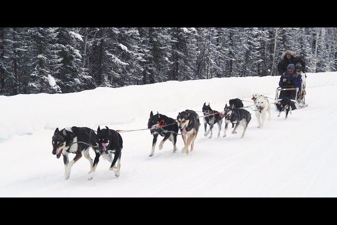 One Hour Experience Dog Sledding - Who Is This Tour Best For?