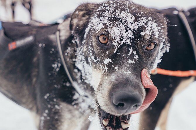 One Hour Experience Dog Sledding - FAQ