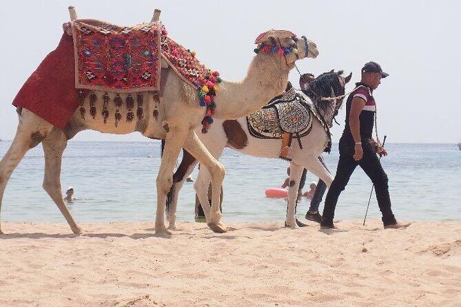 One Hour Horse Riding or Camel Riding At Amazing Desert in Hurghada - The Sum Up