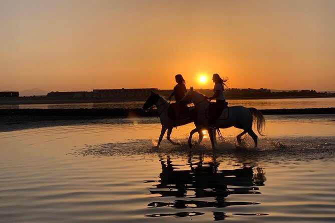 One Hour Horseback Riding Trip with Transfer - Sharm El Sheikh - The Sum Up
