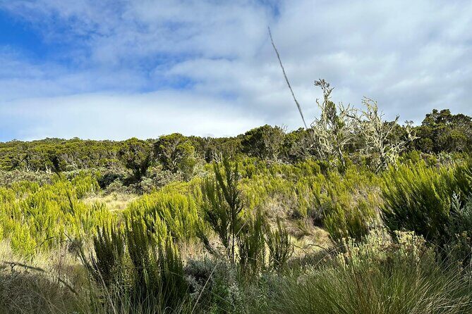 One Kilimanjaro Day hike Tour ISMANI TOURS AND SAFARIS - Why this tour is a great pick