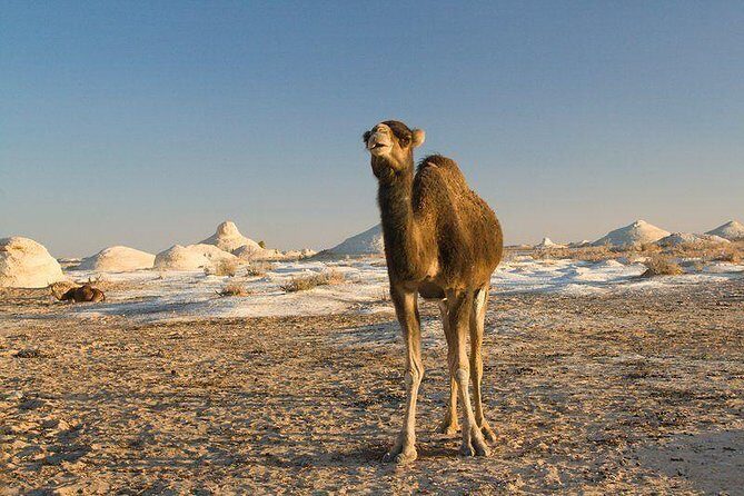 One Night Camping In White & Black Deserts Baharaya Oasis From Cairo - Who Should Consider This Tour?