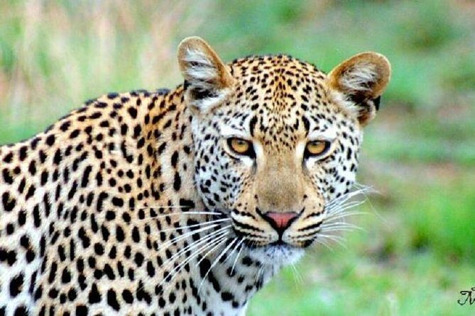 One Night Leopard Tour of Kruger National Park from Nelspruit - Key Points