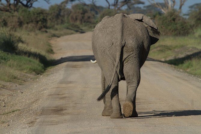 One Night (Mid-range) Amboseli National Park Safari - A Genuine Look at the Amboseli Safari Experience