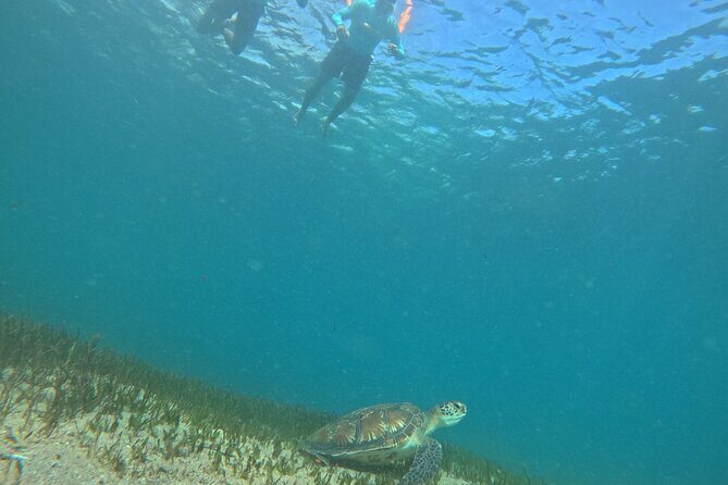 One on One Snorkel Experience - Key Points