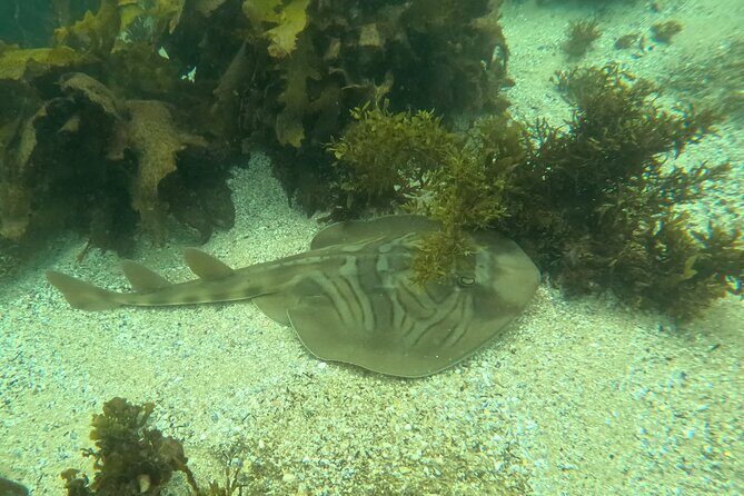 One on One Snorkel Experience - Why This Experience Stands Out