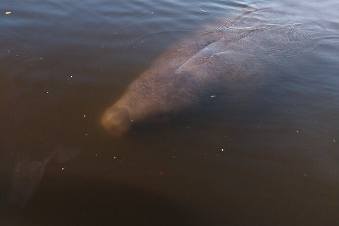 one-single-kayak-rental-for-2-hours-with-manatee-dolphin-sightings