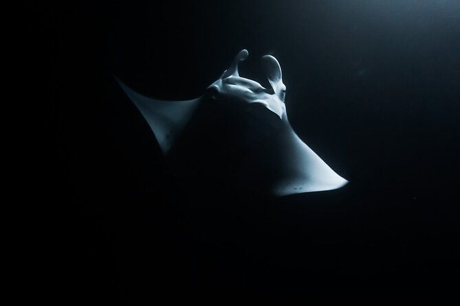 one-tank-manta-night-dive-and-snorkel-2