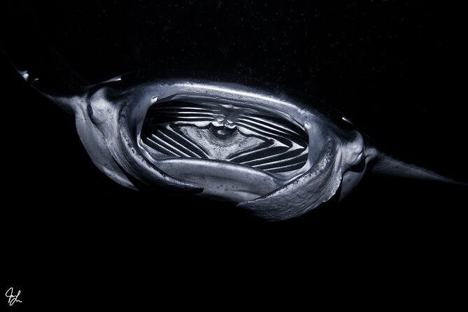 one-tank-manta-night-dive-and-snorkel-2