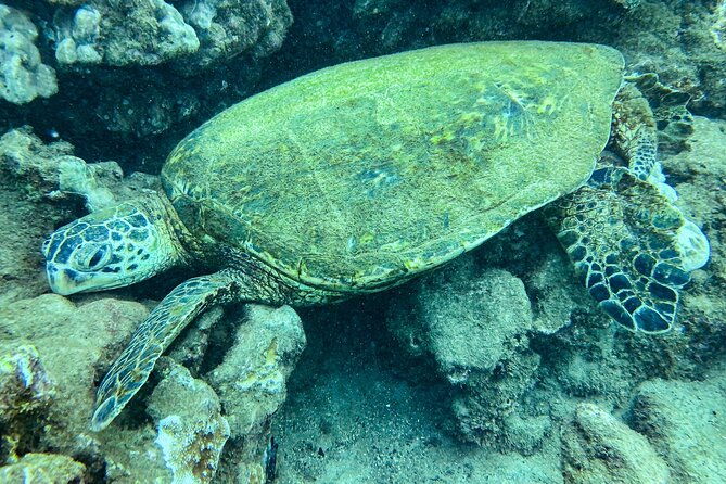 one-tank-scuba-diving-in-kauai-south-shore-certified-diver-only