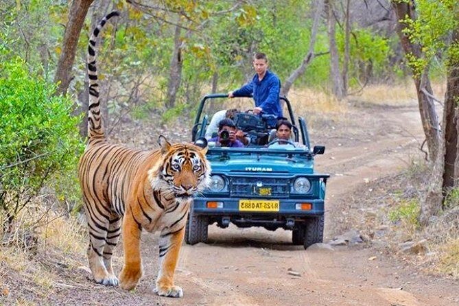 One Way Jaipur To Ranthambore Transfer - How This Transfer Adds Value to Your Trip