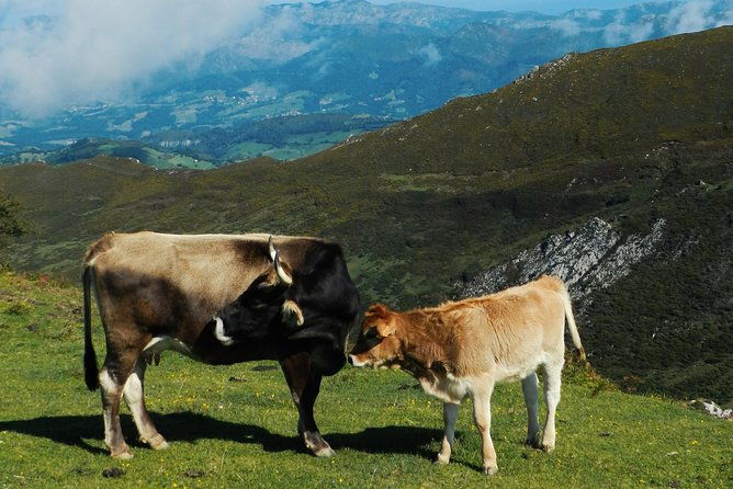 one-way-private-transfer-from-to-asturias-airport-2