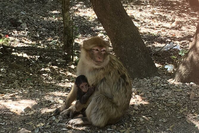 One Way Trip from Fez to Merzouga (With visits ) - Azrou and the Cedar Forest