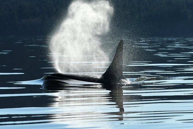 only-wildlife-and-whale-watching-tour-leaving-from-seattle-2