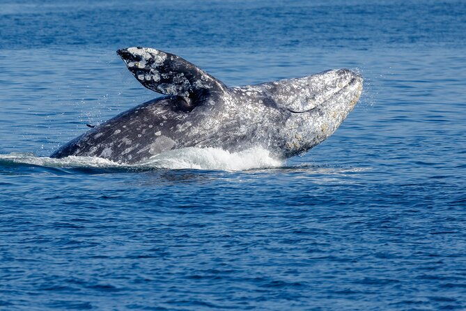 only-wildlife-and-whale-watching-tour-leaving-from-seattle-2