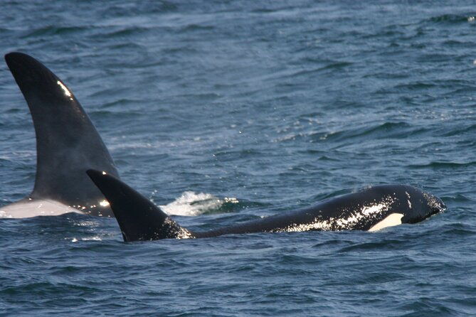 only-wildlife-and-whale-watching-tour-leaving-from-seattle-2