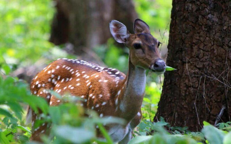 Ooty & Bandipur Safari Day Tour from Coimbatore - Key Points