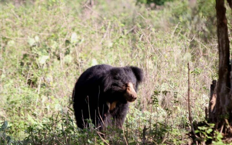 Ooty & Bandipur Safari Day Tour from Coimbatore - Exploring the Itinerary in Detail