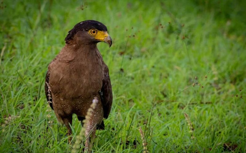 Ooty & Bandipur Safari Day Tour from Coimbatore - Pricing & Value