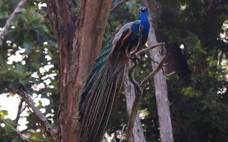 Ooty & Bandipur Safari Day Tour from Coimbatore - Practical Tips for Travelers