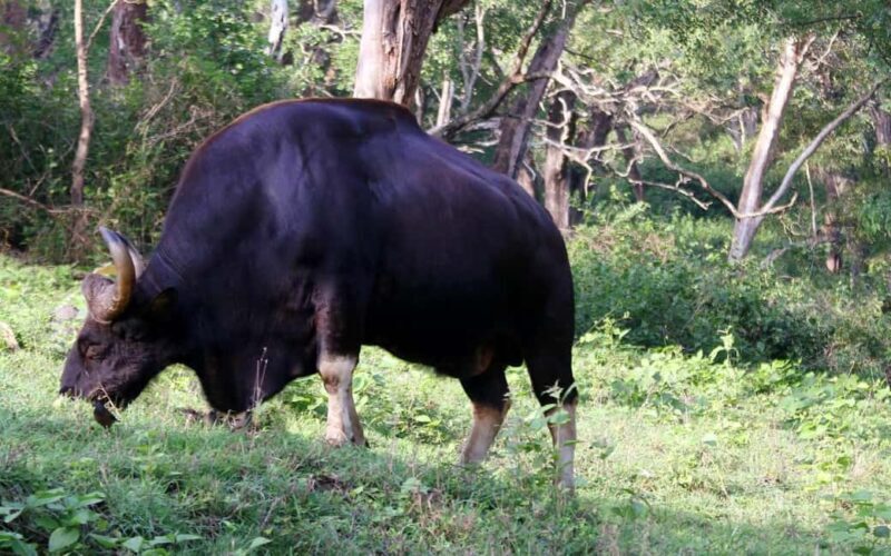 Ooty & Bandipur Safari Day Tour from Coimbatore - Who Will Enjoy This Tour?