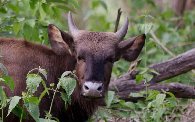 Ooty & Bandipur Safari Day Tour from Coimbatore - FAQ