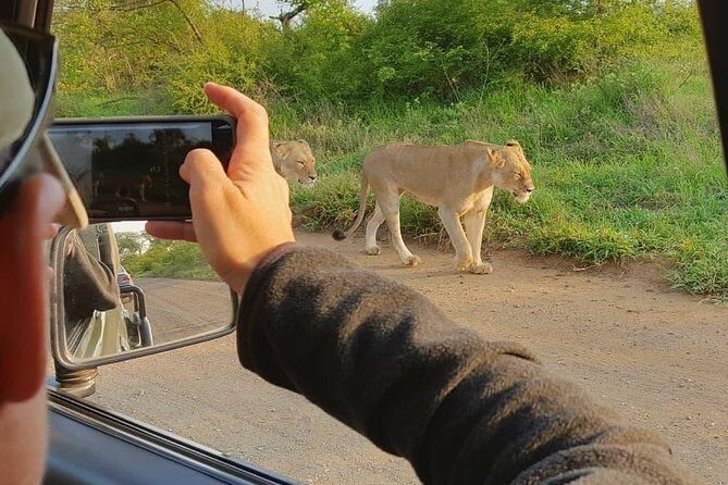Open Vehical Safari in Kruger National Park Half Day - Key Points