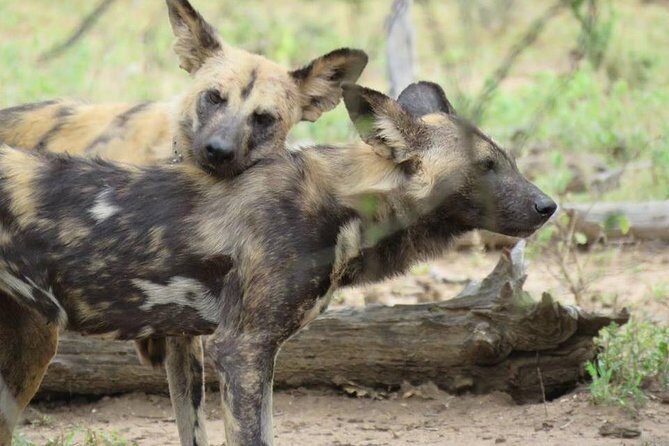 Open Vehical Safari in Kruger National Park Half Day - The Sum Up: Is it Worth It?