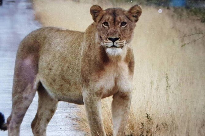 Open Vehical Safari in Kruger National Park Half Day - FAQ