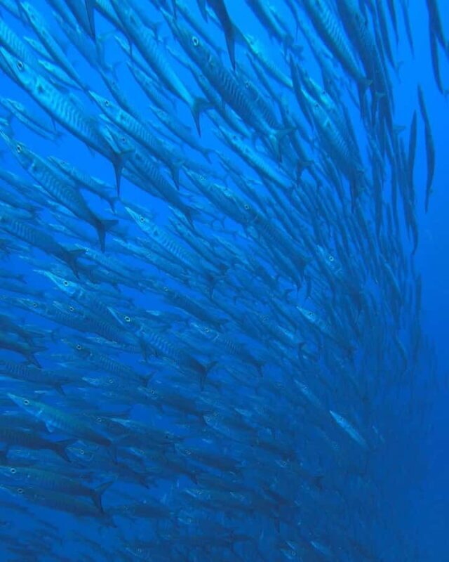 Open Water Course Koh Tao  2.5 Days + Free Hotel Pick up - FAQs