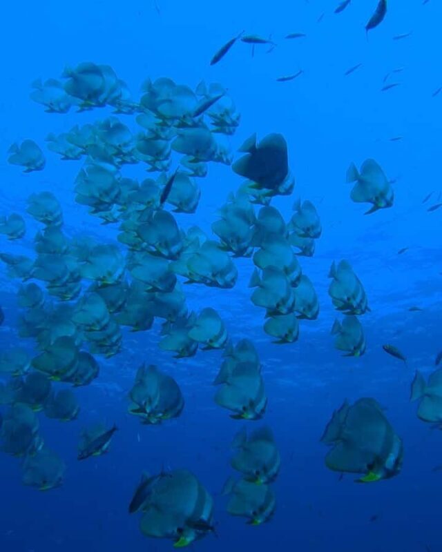 Open Water Course Koh Tao  2.5 Days + Free Hotel Pick up - Final Thoughts