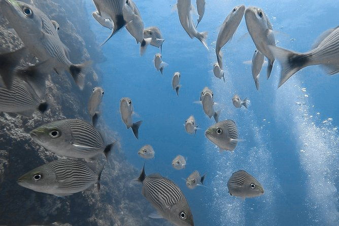 open-water-diver-certification-owd